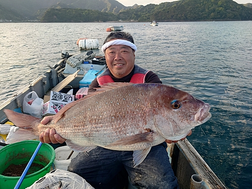 マダイの釣果