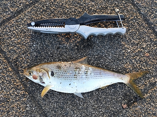 コノシロの釣果