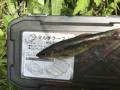 タカハヤの釣果