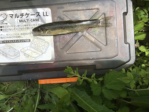 タカハヤの釣果