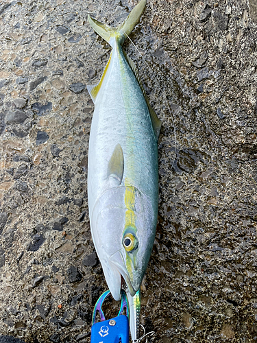 ヤズの釣果