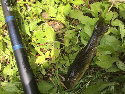 タカハヤの釣果