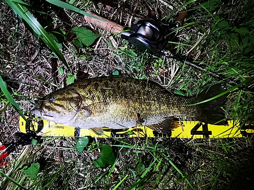 スモールマウスバスの釣果