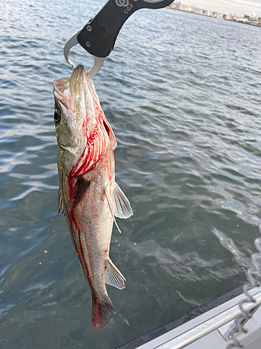 シーバスの釣果