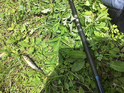 タカハヤの釣果