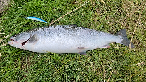 サクラマスの釣果