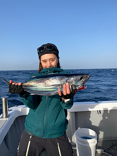 カツオの釣果