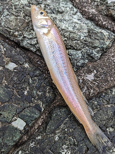 シロギスの釣果