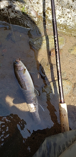 イワナの釣果