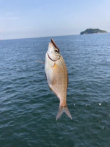 ウミタナゴの釣果