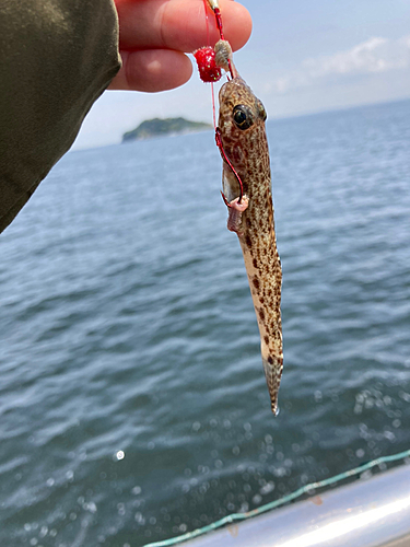 サビハゼの釣果