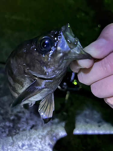 シロメバルの釣果