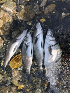 ヒラスズキの釣果