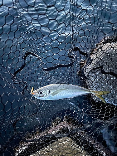 マアジの釣果