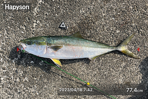 メジロの釣果