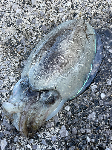 コウイカの釣果