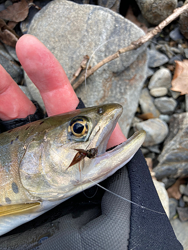 ヤマメの釣果