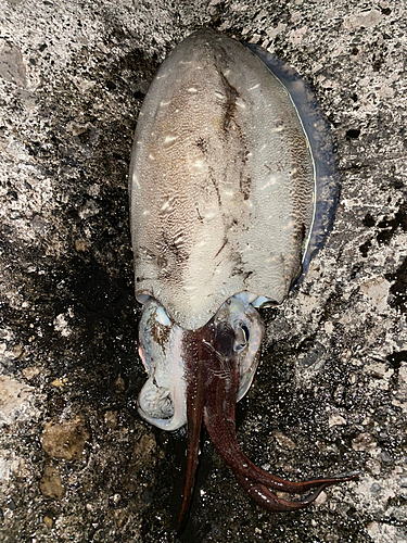 コウイカの釣果