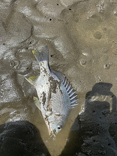 キビレの釣果