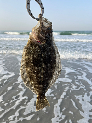 ソゲの釣果