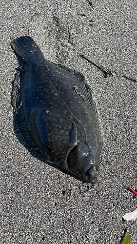 クロガシラガレイの釣果