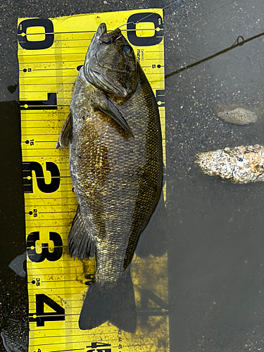 スモールマウスバスの釣果