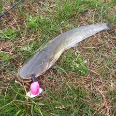 マナマズの釣果