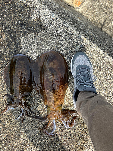 アオリイカの釣果