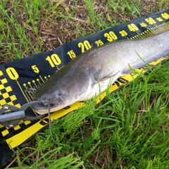 マナマズの釣果