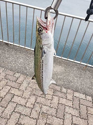 サゴシの釣果