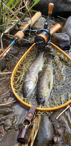 アマゴの釣果