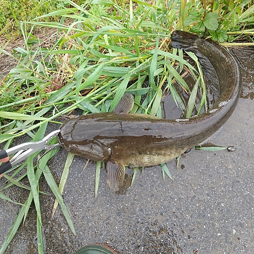 マナマズの釣果