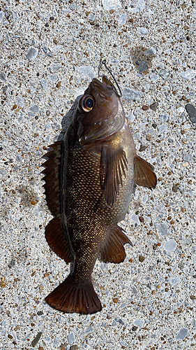 ガヤの釣果