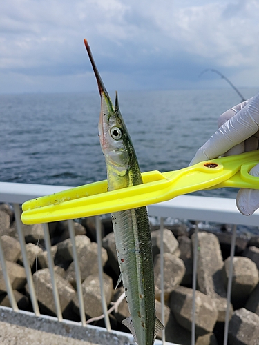 サヨリの釣果