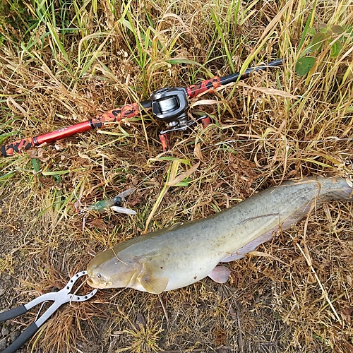 マナマズの釣果