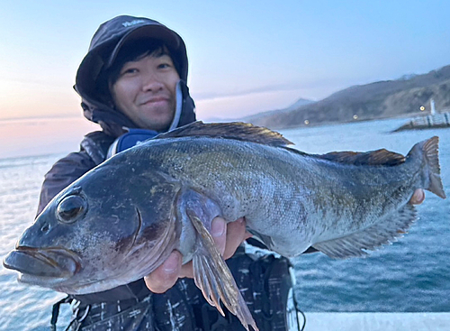 アイナメの釣果