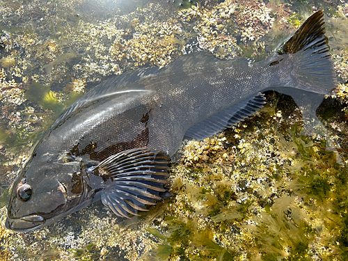 アイナメの釣果