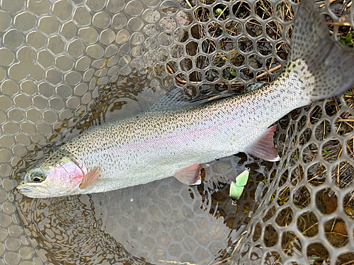 ニジマスの釣果