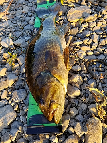 スモールマウスバスの釣果