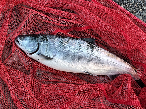 サクラマスの釣果