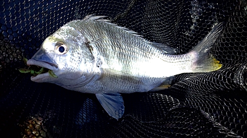 キビレの釣果