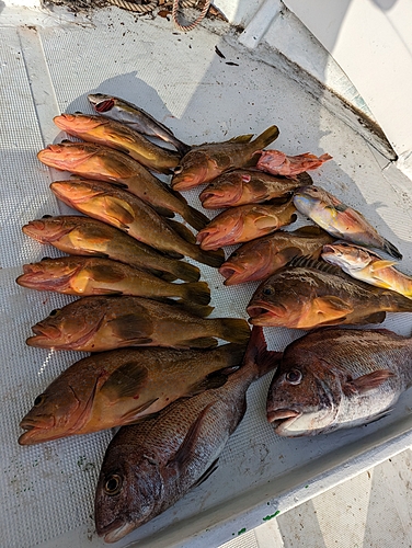 タイの釣果