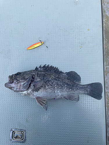 クロソイの釣果