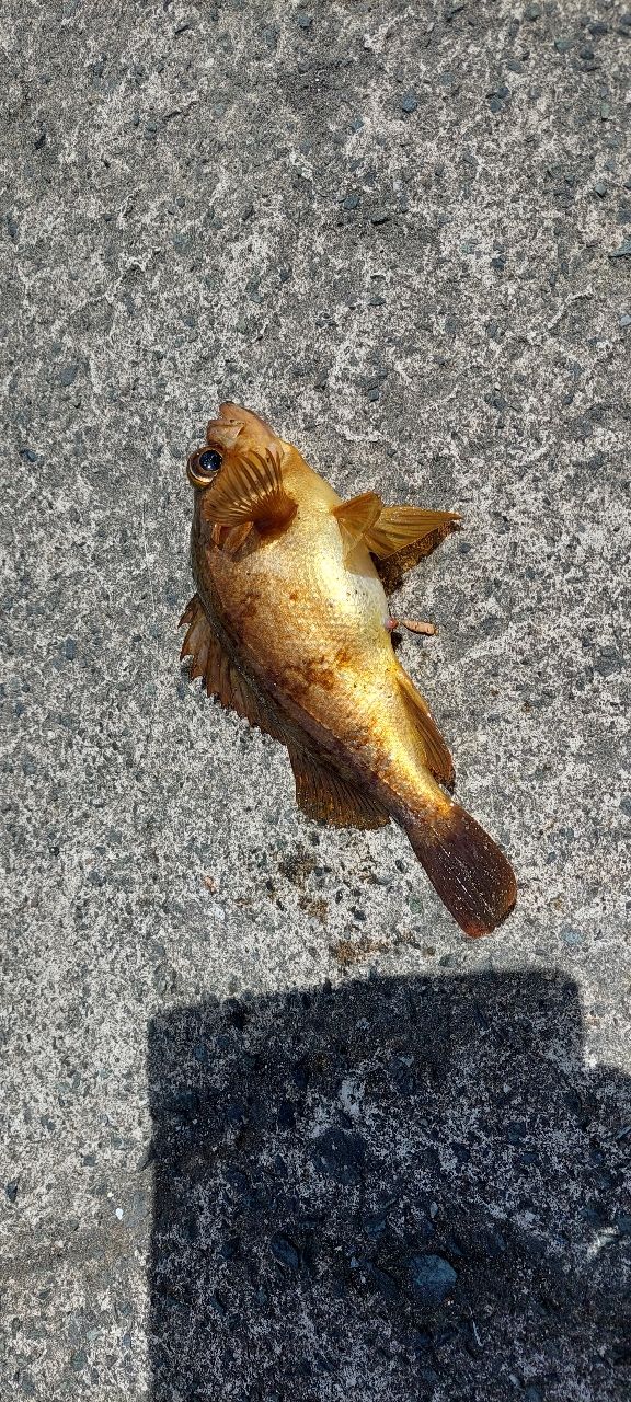 アカメバル