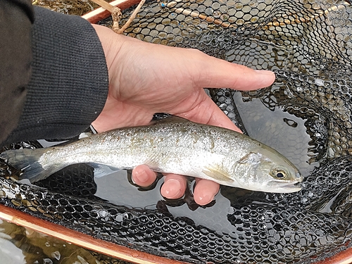 アマゴの釣果