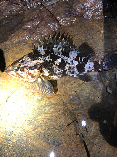 タケノコメバルの釣果