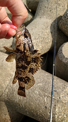 タケノコメバルの釣果