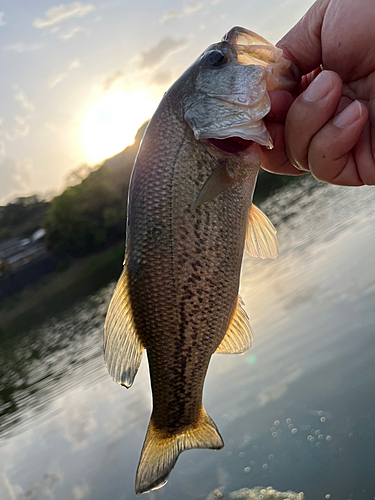 ラージマウスバスの釣果