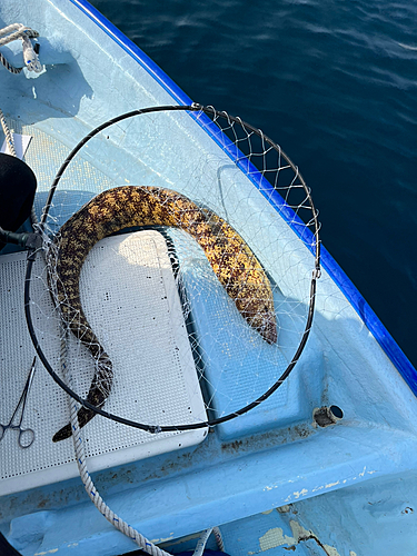 ウツボの釣果