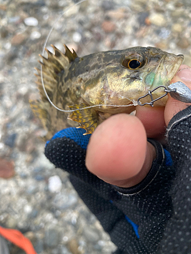 タケノコメバルの釣果